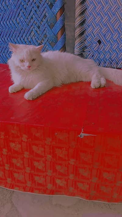 Persian