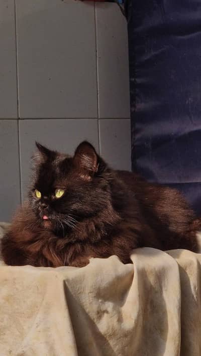 persian male cat