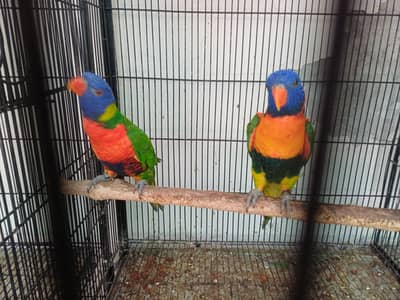 Lorikeet and Raw parrot