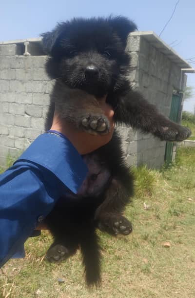Black sherperd long coat male puppy