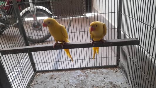 baby parrot
