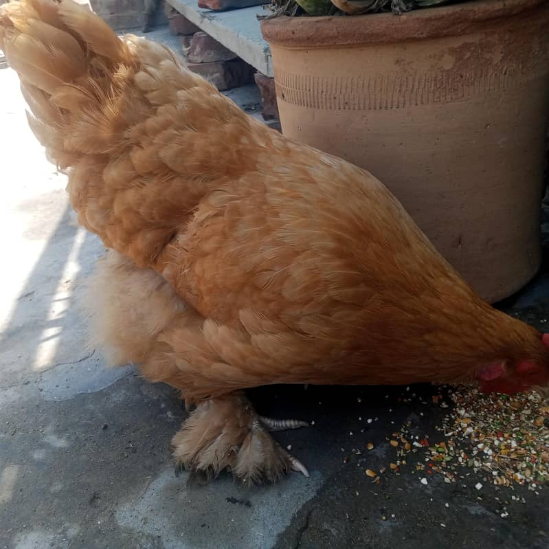 golden buff 1