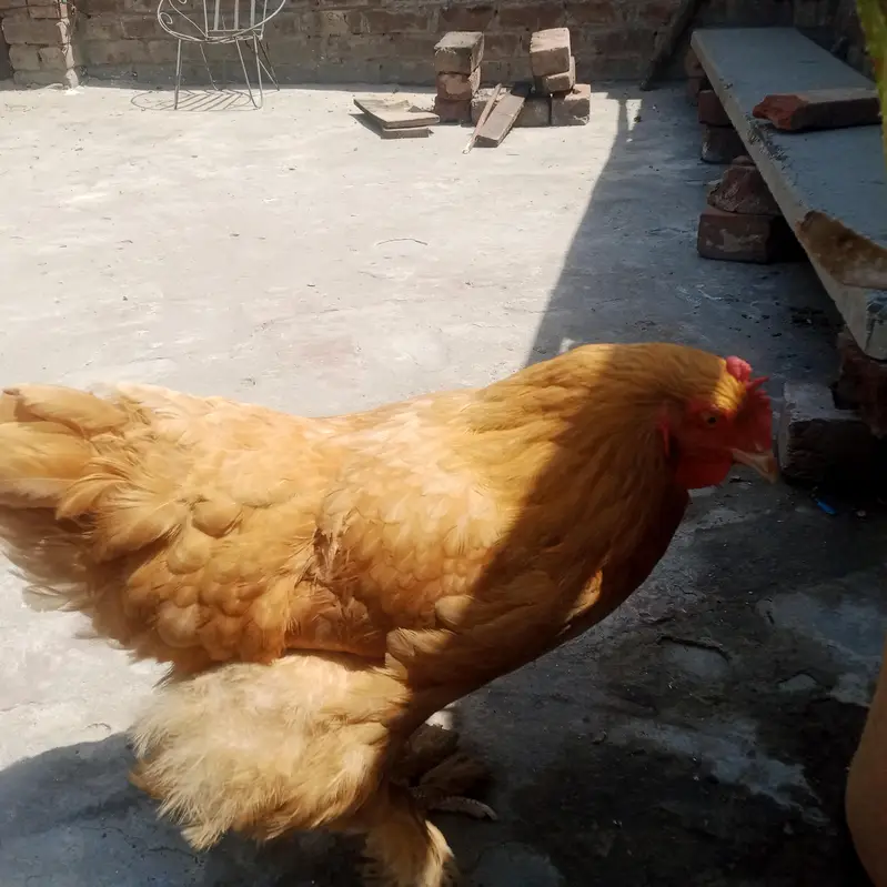 golden buff — photo 3