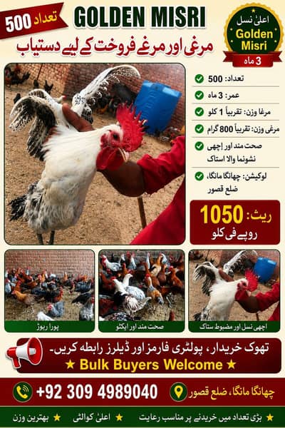 Golden Misri hens for sale