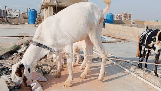 gulabi bakri passy wali fresh 6 dant hui hai