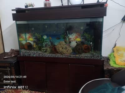 fish aquarium