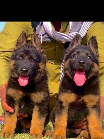 German Shepherd long coat piar available for sale