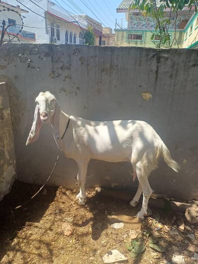 Rajan Puri Bkri