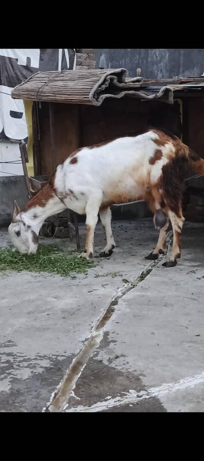 2KG dodh wali bakri for sale