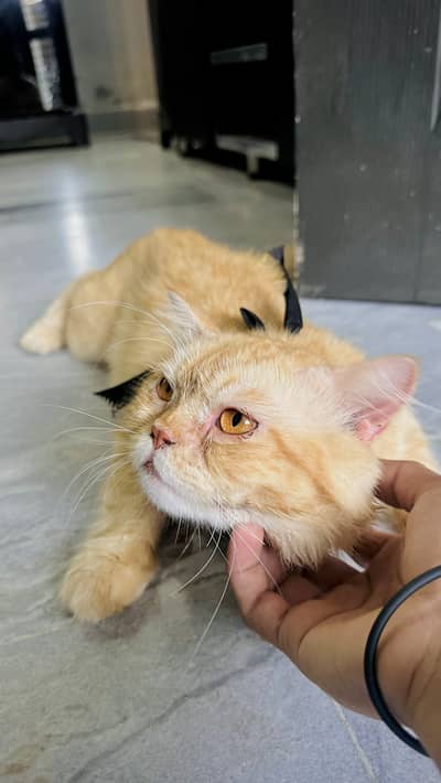 Pure Persian Doll Face Orange Male Cat – Healthy & Friendly