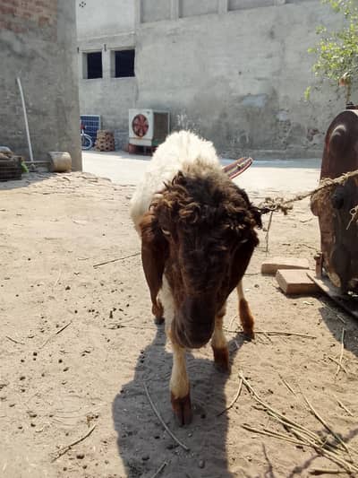 male sheep for sale