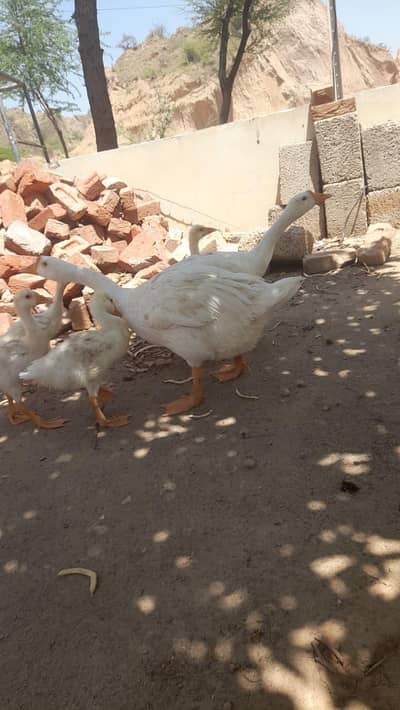 duck available for sale