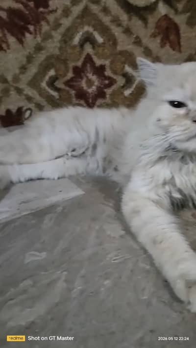 male persian white