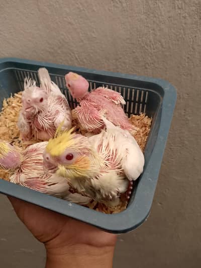 cocktail love birds