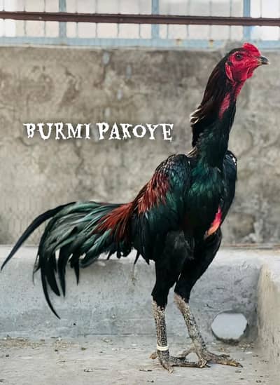 contact no:0309-4290398 all types aseel available
