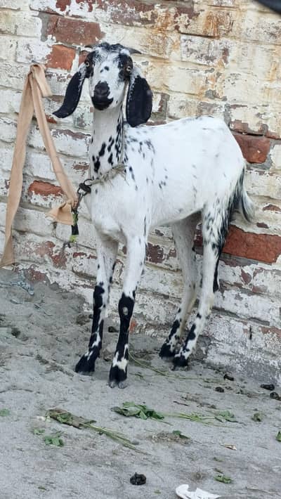 bakri for sale
