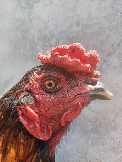 Thai pokoya orDragon Murga Aseel chick pathi Punas, Burmi,Dragon