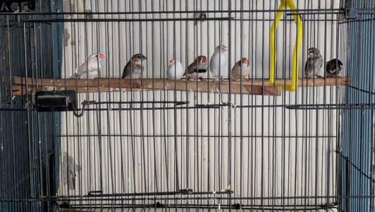 four pair of breeder finches