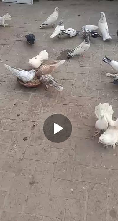 Ghar k paley kabutar
