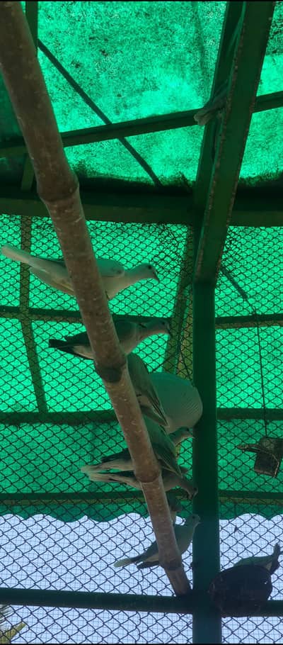 Dove Pair available for sale