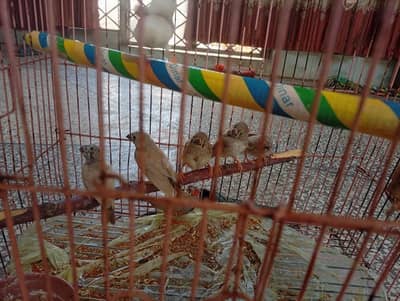 Zebra Finches