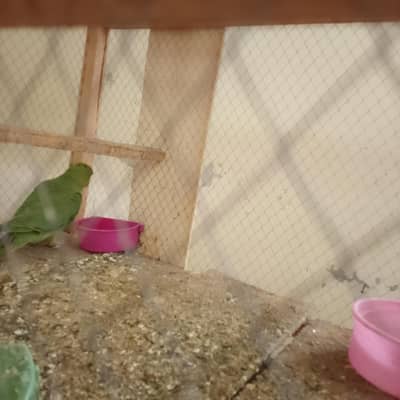 Healthy 3 Months Old Green Ringneck Parrot Female