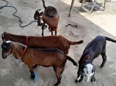 four male goats available