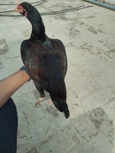 best aseel hen available