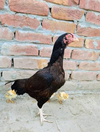 best aseel hen available