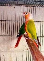 pineapple conure red factor breeder pair. . . dna