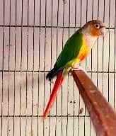 pineapple conure red factor breeder pair. . . dna
