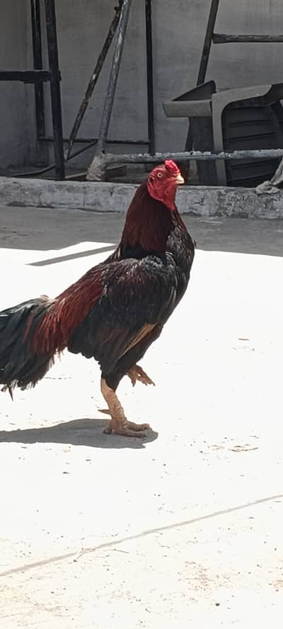Lakha murgha for sale