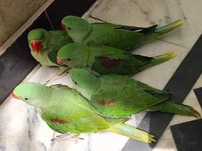 parrot