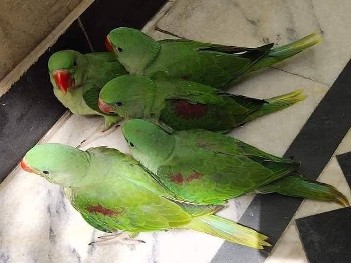 parrot 0