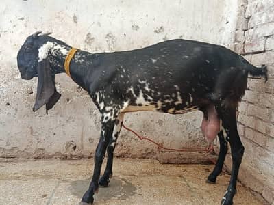 bakri 2 bachay black makki cheena
