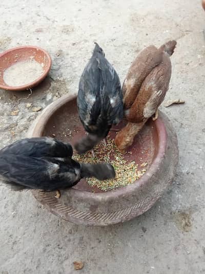 Aseel Active Chicks | Healthy Home Bred Aseel only Lahore