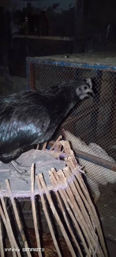 Ayam cemani black meat