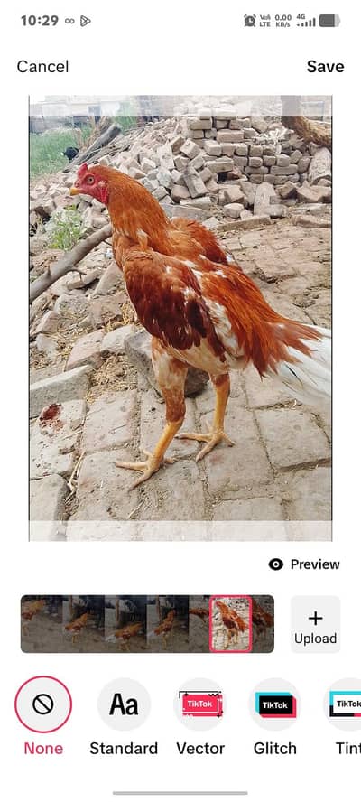 Aseel hens