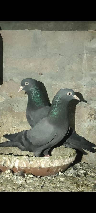 black teddy breeder pairs for sale