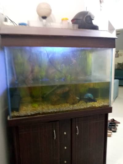 Fish aquarium
