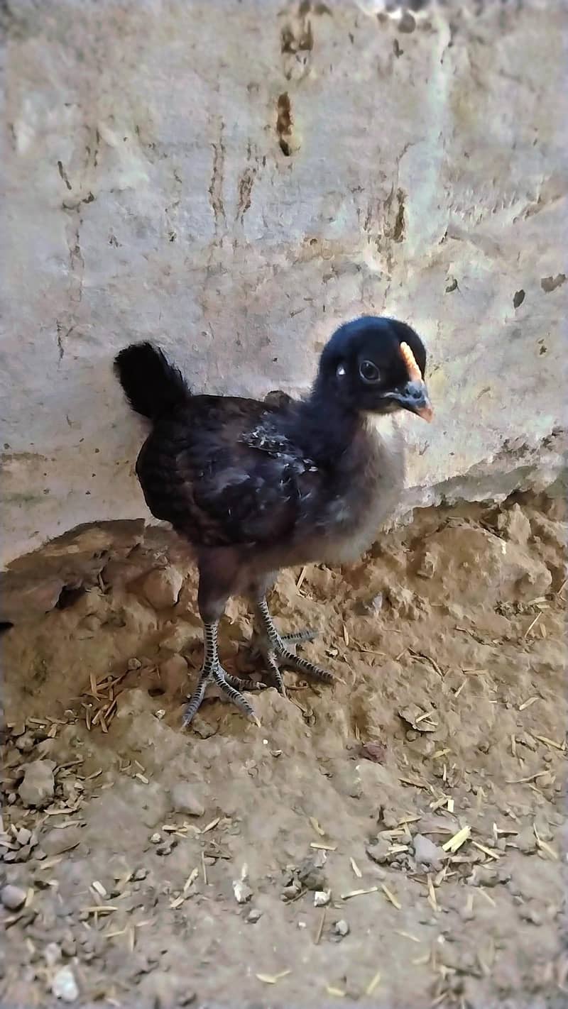 astroloop chick 1