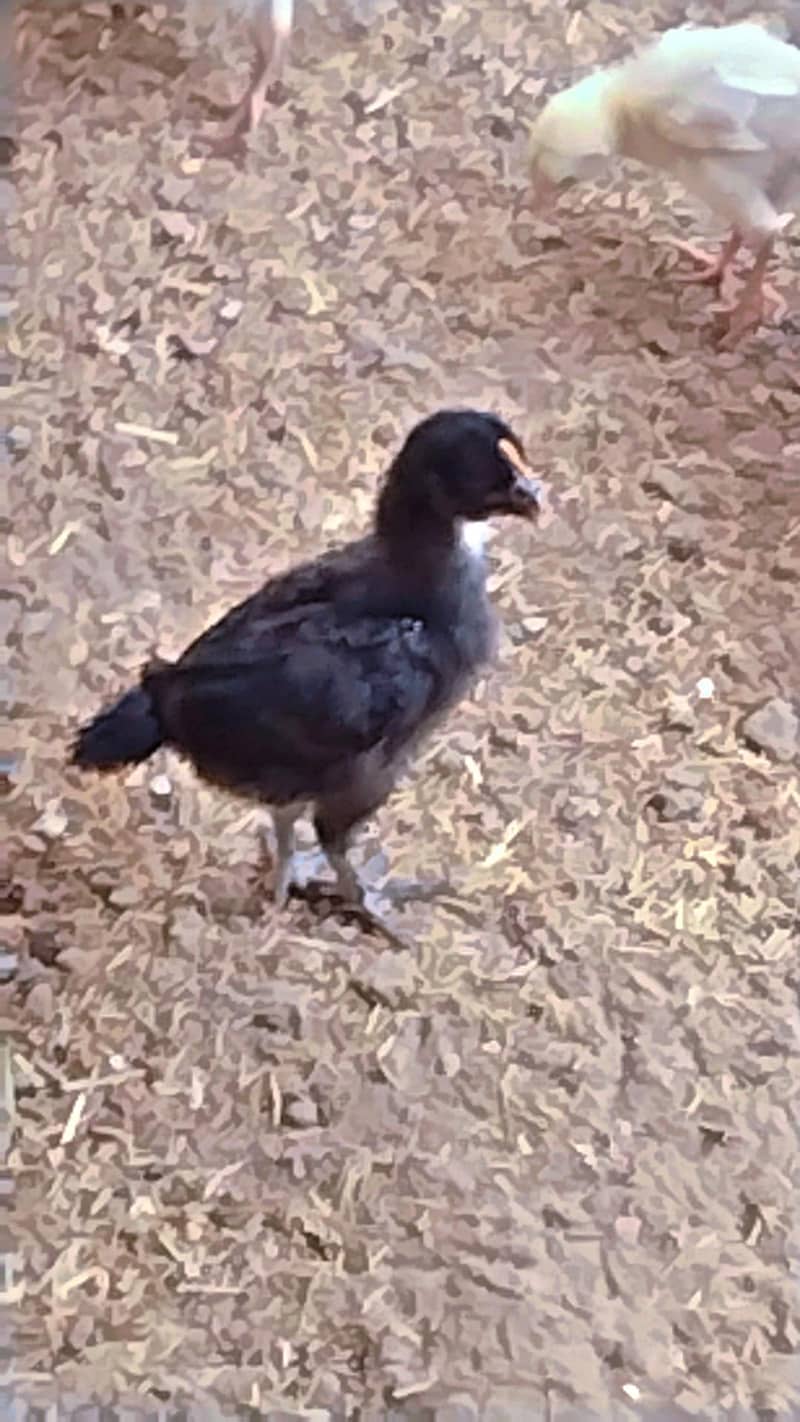 astroloop chick 2