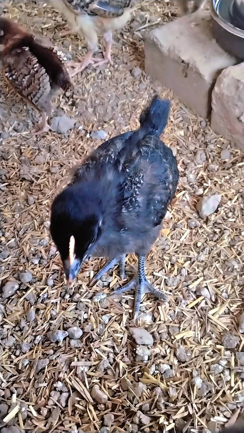 astroloop chick 3