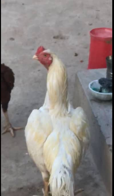 off white aseel shamo cross ma very urgent for sale