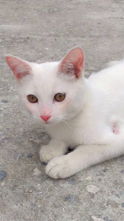 white person cat (yellow eyes) short hair