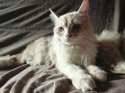 persian cats