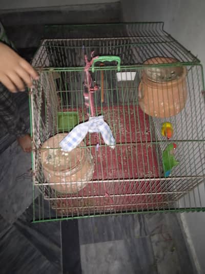 lovebirds pair for sale