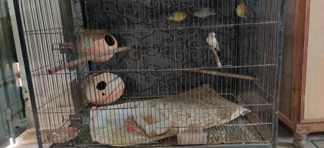 lovebird for sale total 11 parrot with cage