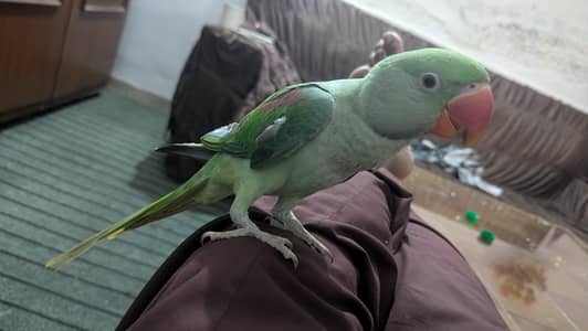 alexandrine raw parrot talking