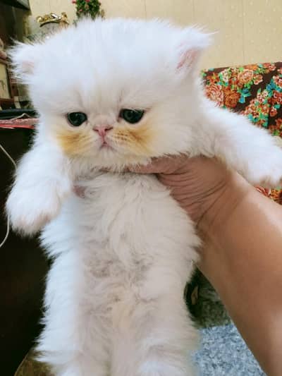 piki face kitten